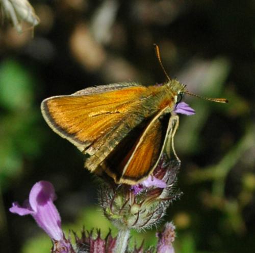 Réf. 248 178 : Thymelicus sylvestris